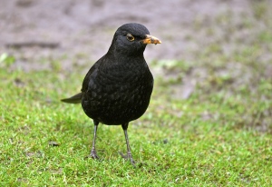 blackbird   male